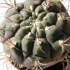 Gymnocalycium_ pflanzii